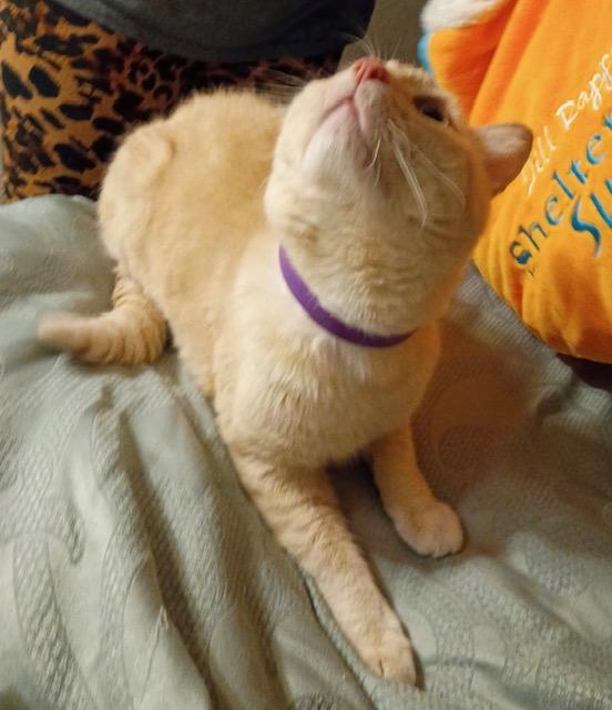 Enlarge Oliver, a ADOPTABLE Domestic Short Hair in Las Vegas, NV image 4/5