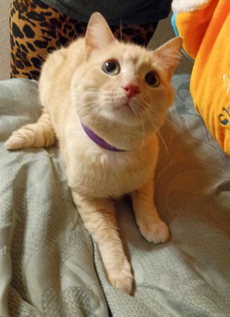 Enlarge Oliver, a ADOPTABLE Domestic Short Hair in Las Vegas, NV image 3/5