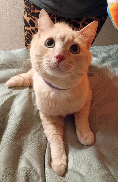 Enlarge Oliver, a ADOPTABLE Domestic Short Hair in Las Vegas, NV image 5/5