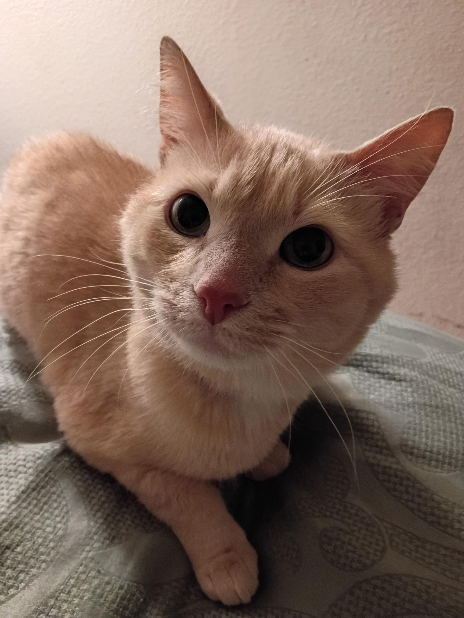 Enlarge Oliver, a ADOPTABLE Domestic Short Hair in Las Vegas, NV image 2/5