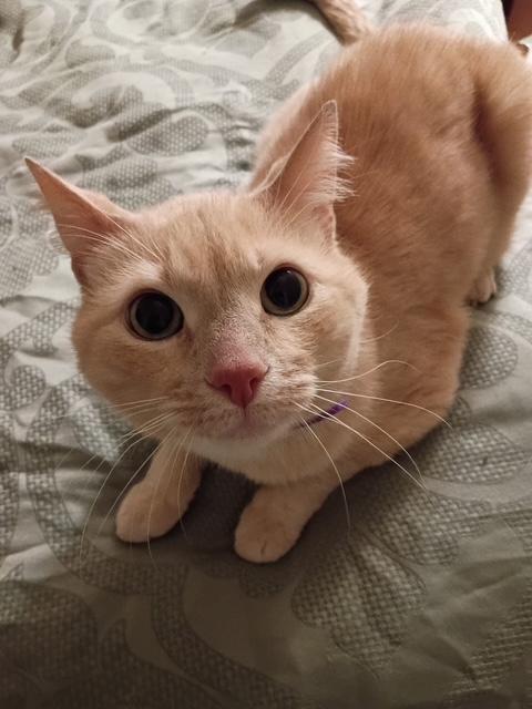 Enlarge Oliver, a ADOPTABLE Domestic Short Hair in Las Vegas, NV image 1/5