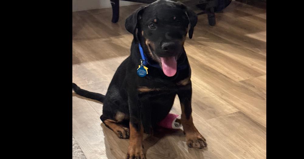 Enlarge Acrid aka Artie/Artichoke, a Adoptable mixed breed in Gilbert, AZ image 1/1