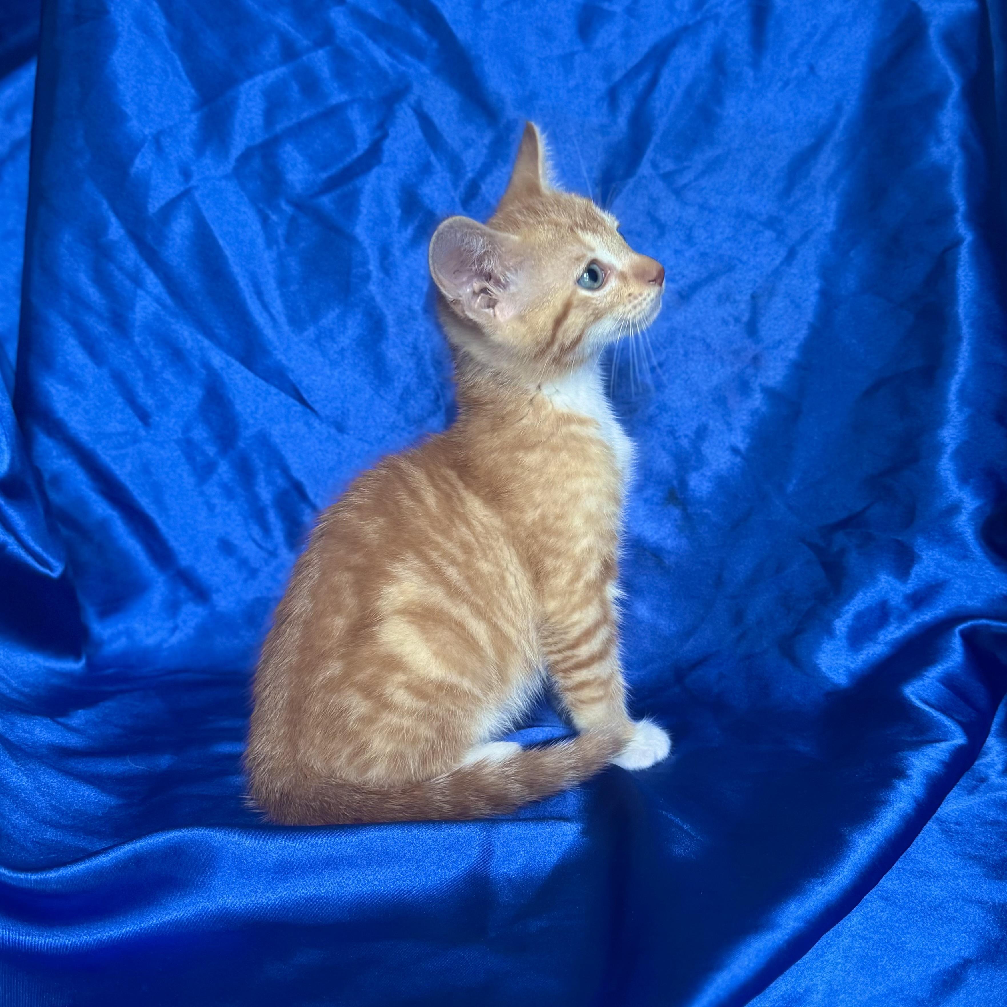 DONALD, an adopted Domestic Short Hair in Rowland Heights, CA image 2/3