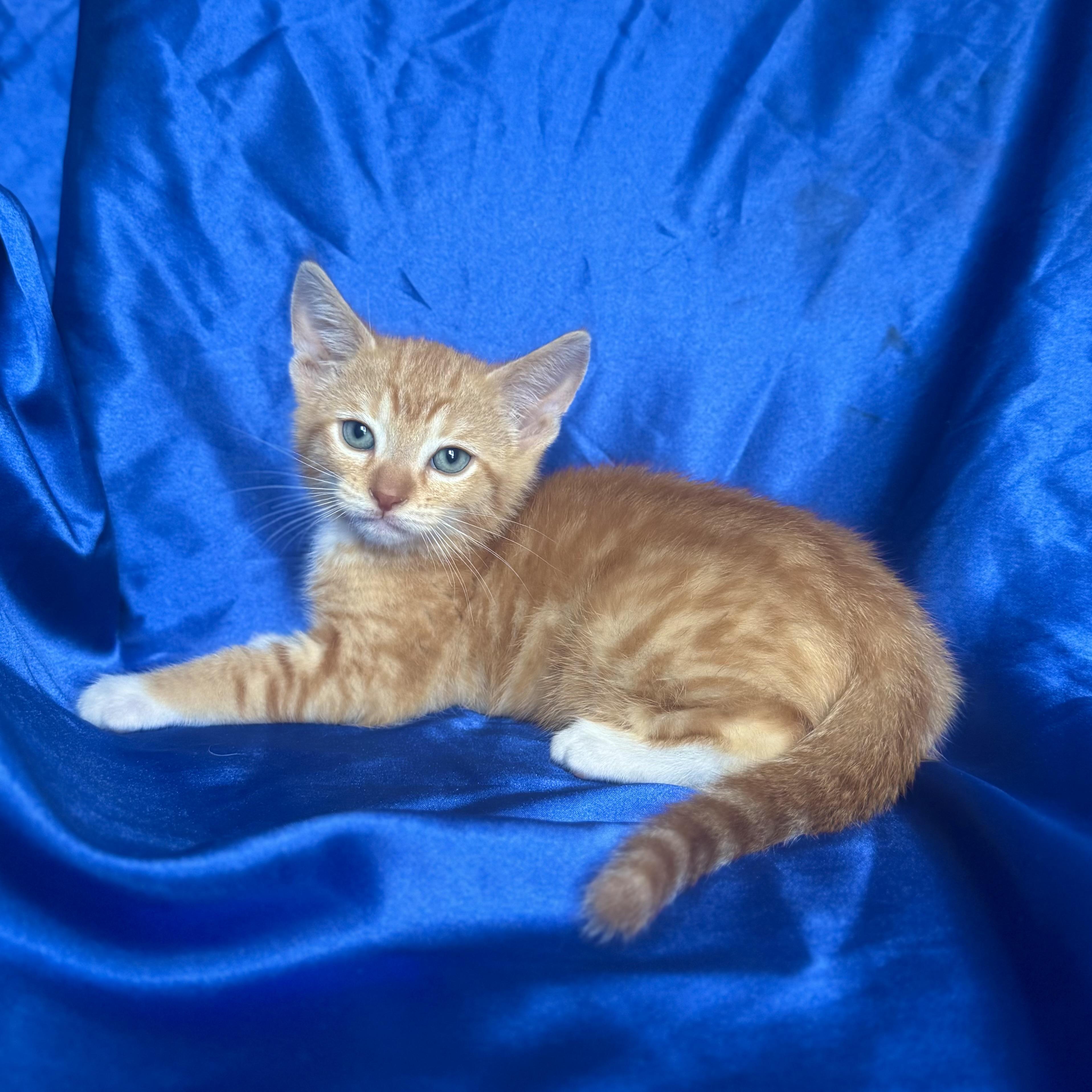 DONALD, an adopted Domestic Short Hair in Rowland Heights, CA image 1/3