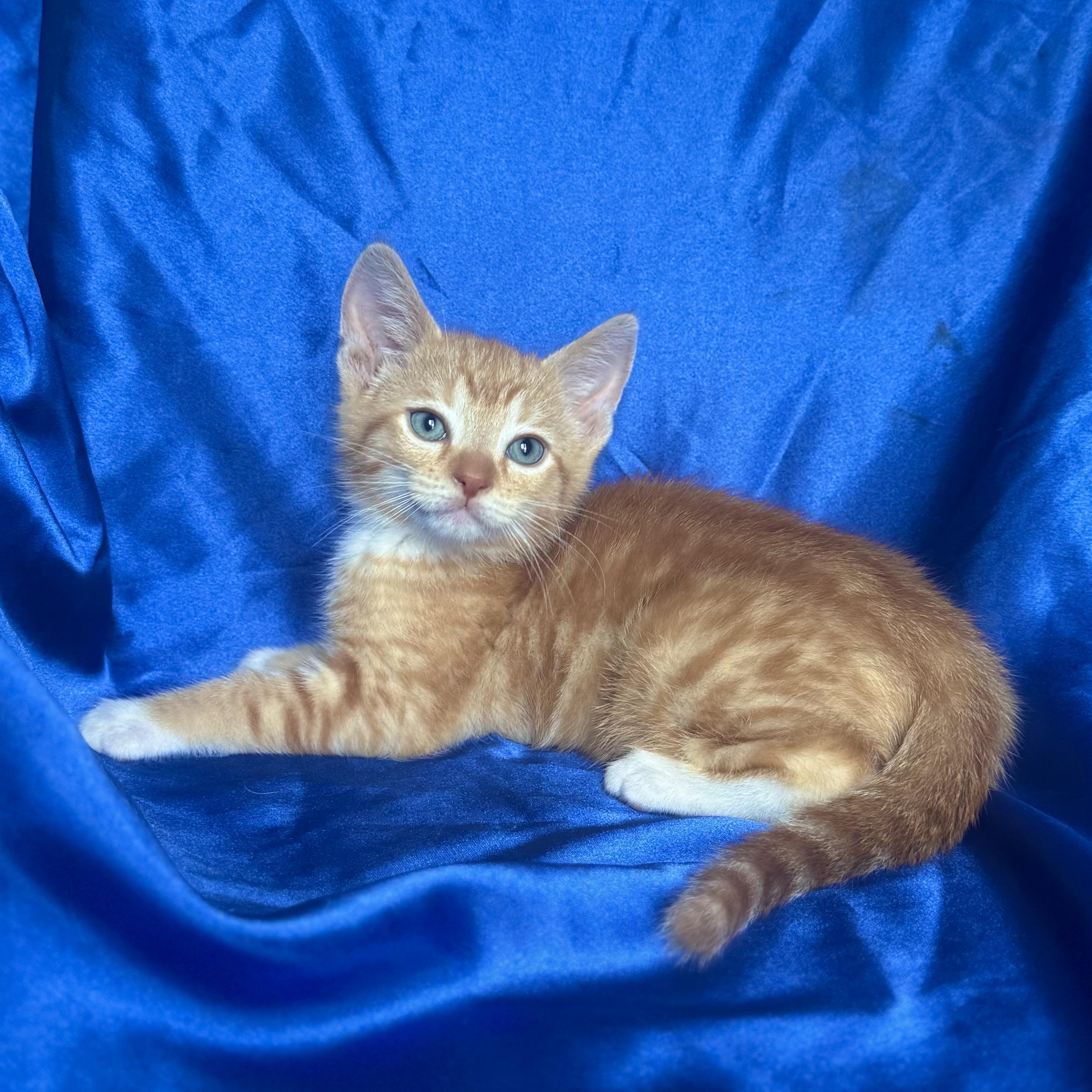 DONALD, an adopted Domestic Short Hair in Rowland Heights, CA image 3/3
