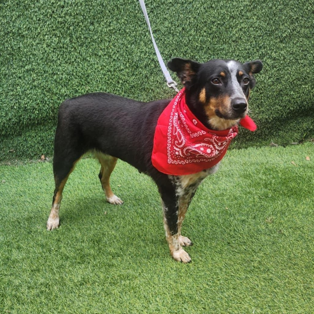 Enlarge Vixen, an adopted mixed breed in Toledo, OH image 6/6