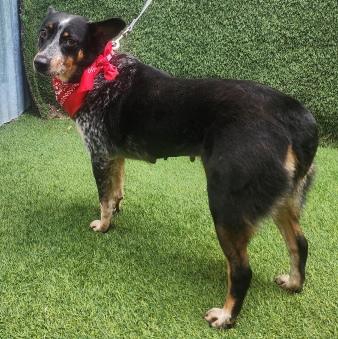 Enlarge Vixen, an adopted mixed breed in Toledo, OH image 5/6