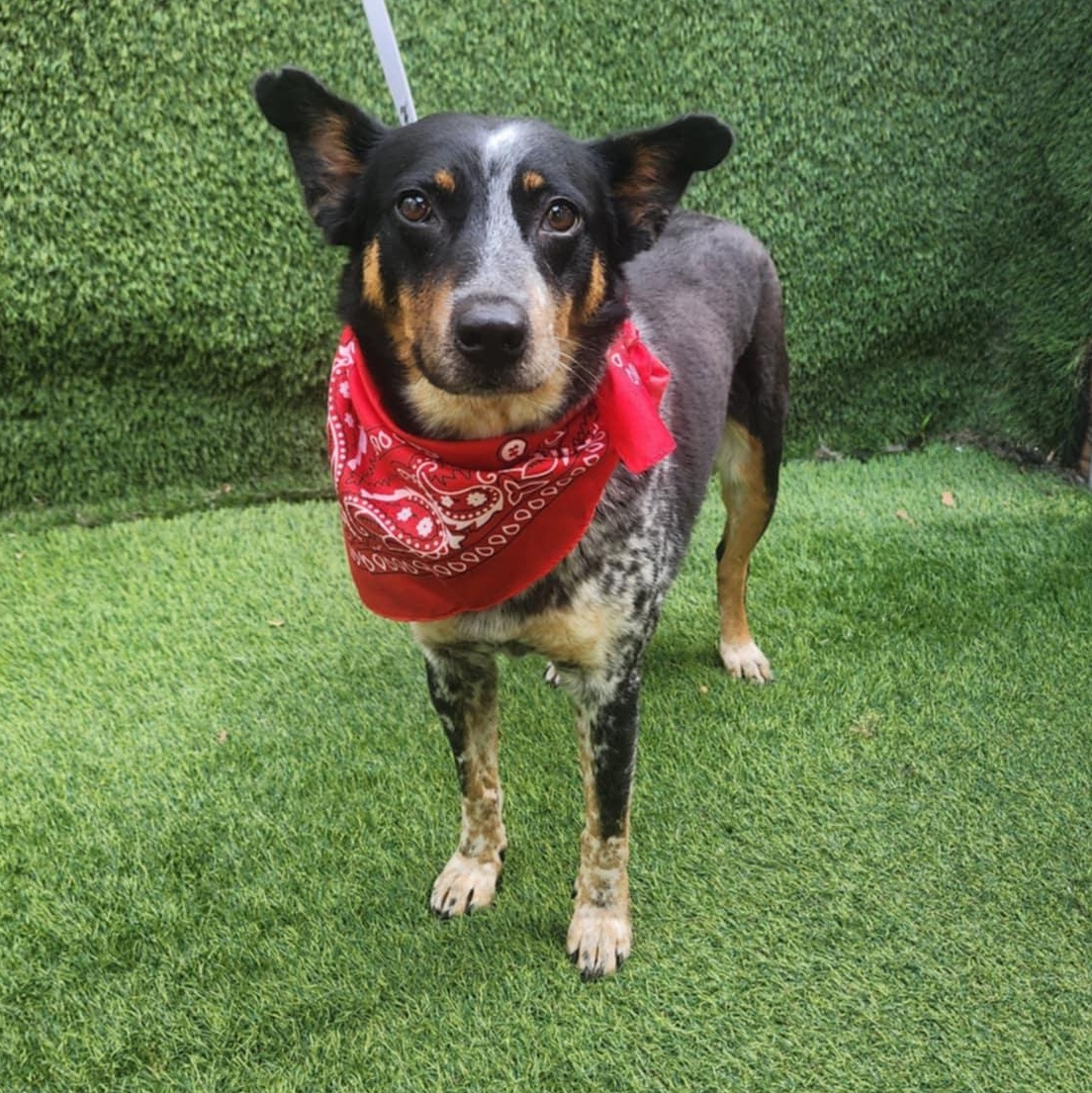 Enlarge Vixen, an adopted mixed breed in Toledo, OH image 3/6