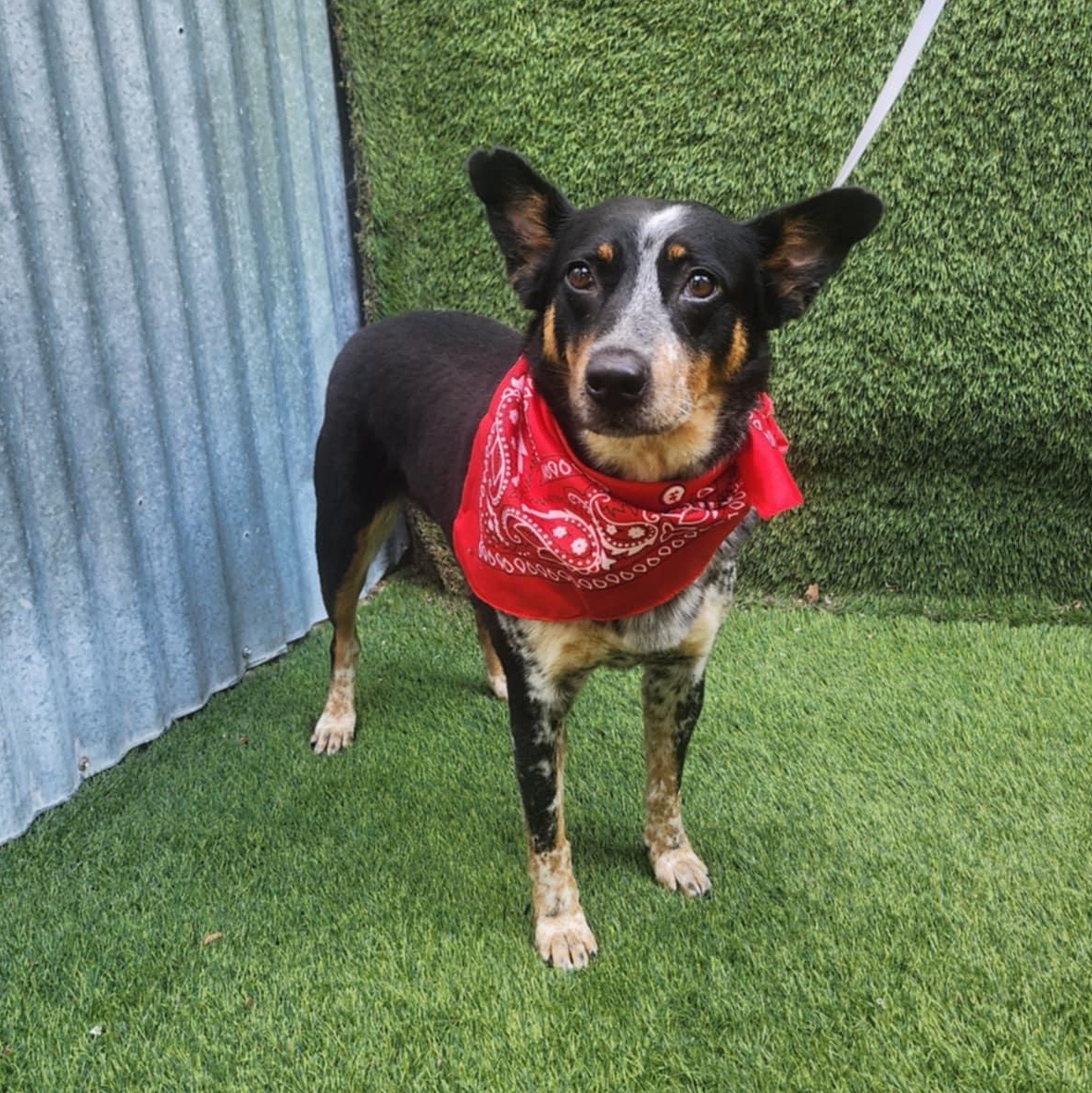 Vixen, adopted, Adult Female Australian Cattle Dog / Blue Heeler.
