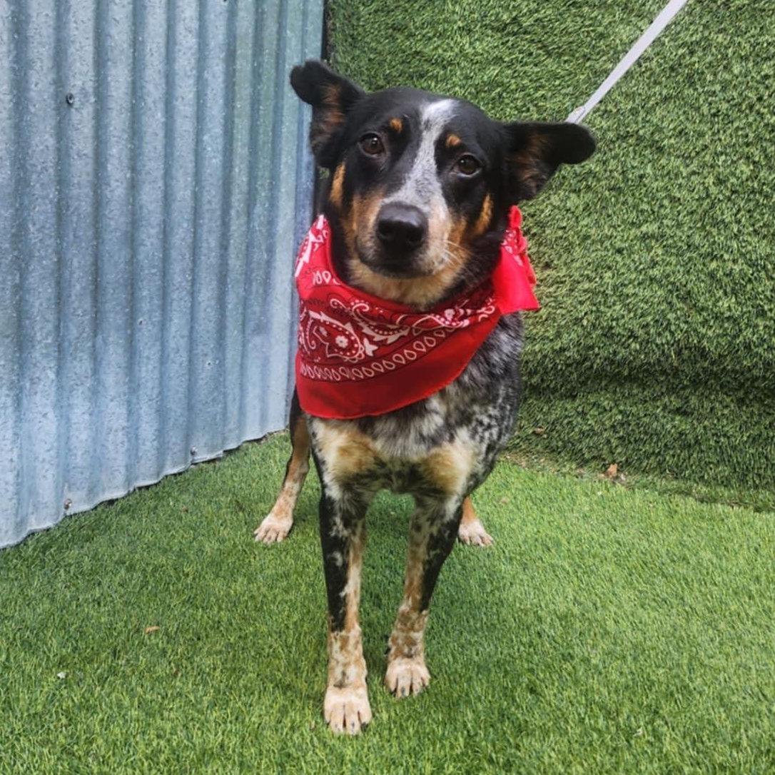 Enlarge Vixen, an adopted mixed breed in Toledo, OH image 4/6