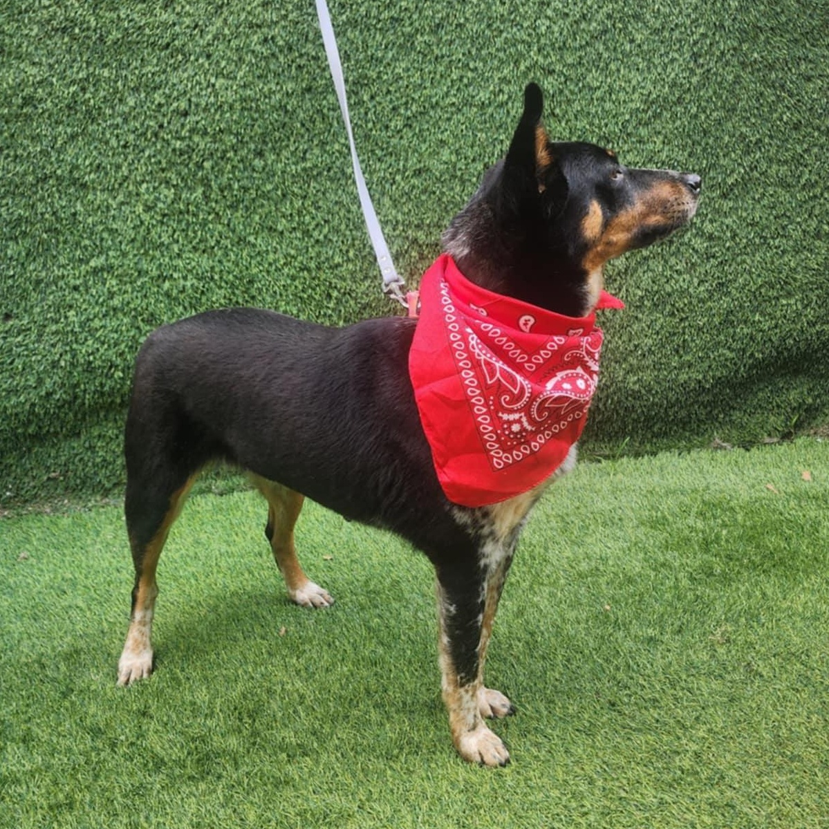 Enlarge Vixen, an adopted mixed breed in Toledo, OH image 2/6