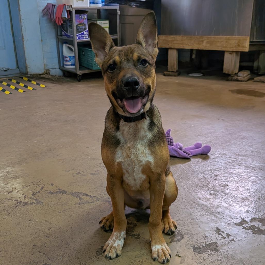 Mario, Adoptable, Puppy Male Shepherd & Mixed Breed.