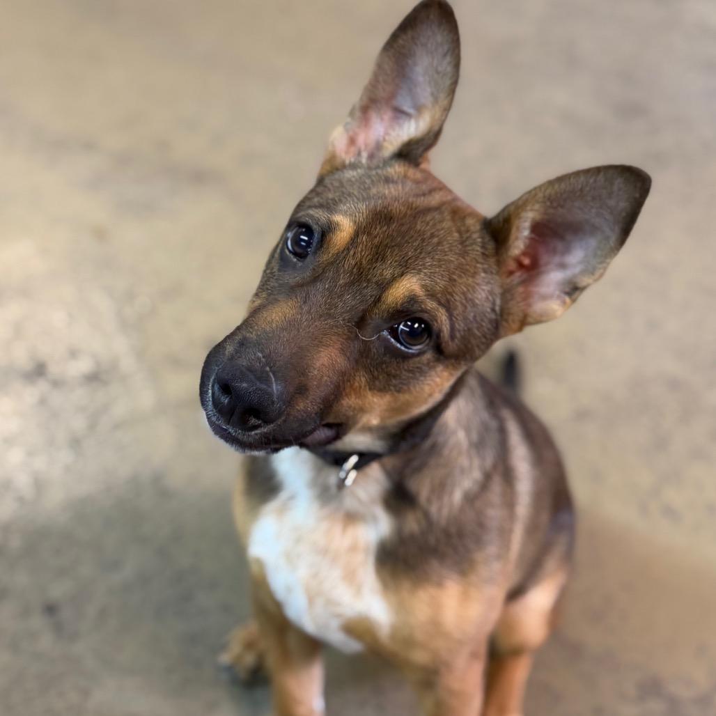 Mario, a Adoptable mixed breed in Tulsa, OK image 2/6
