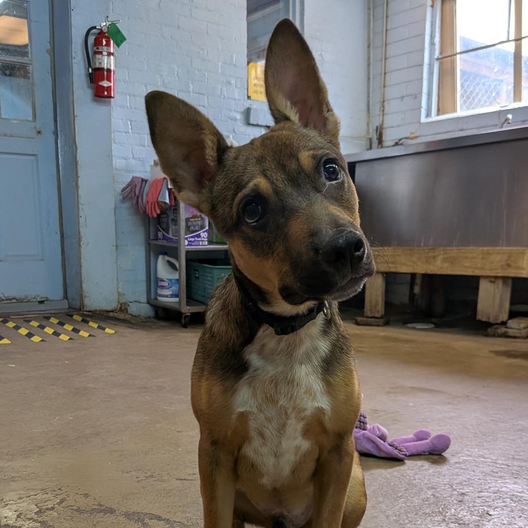 Mario, a Adoptable mixed breed in Tulsa, OK image 4/6