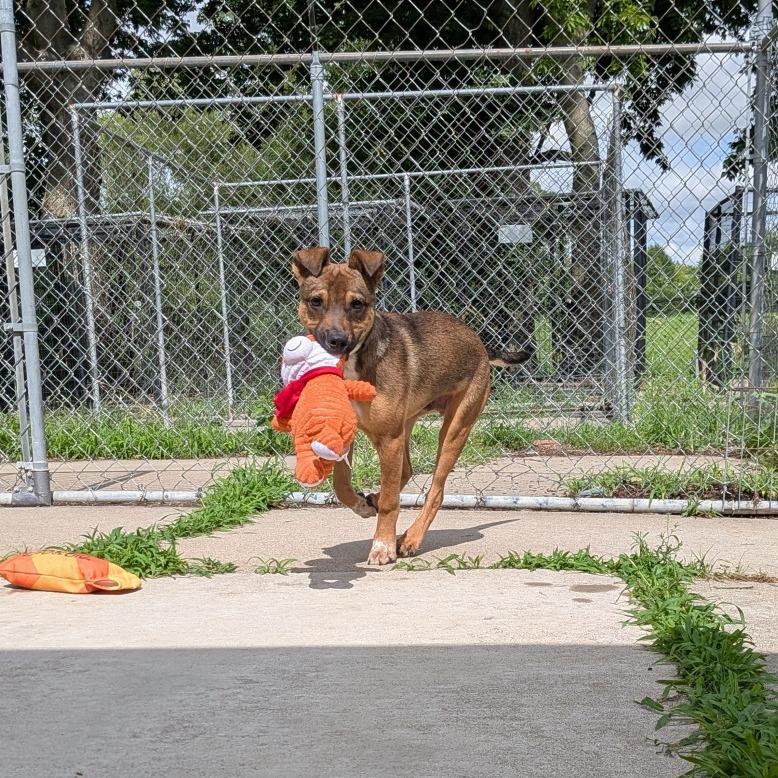 Mario, a Adoptable mixed breed in Tulsa, OK image 5/6