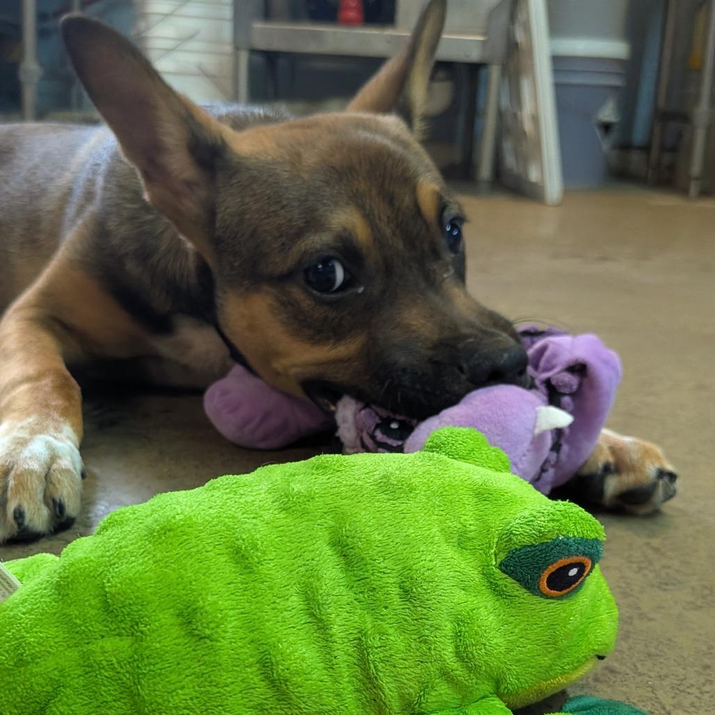 Mario, a Adoptable mixed breed in Tulsa, OK image 6/6