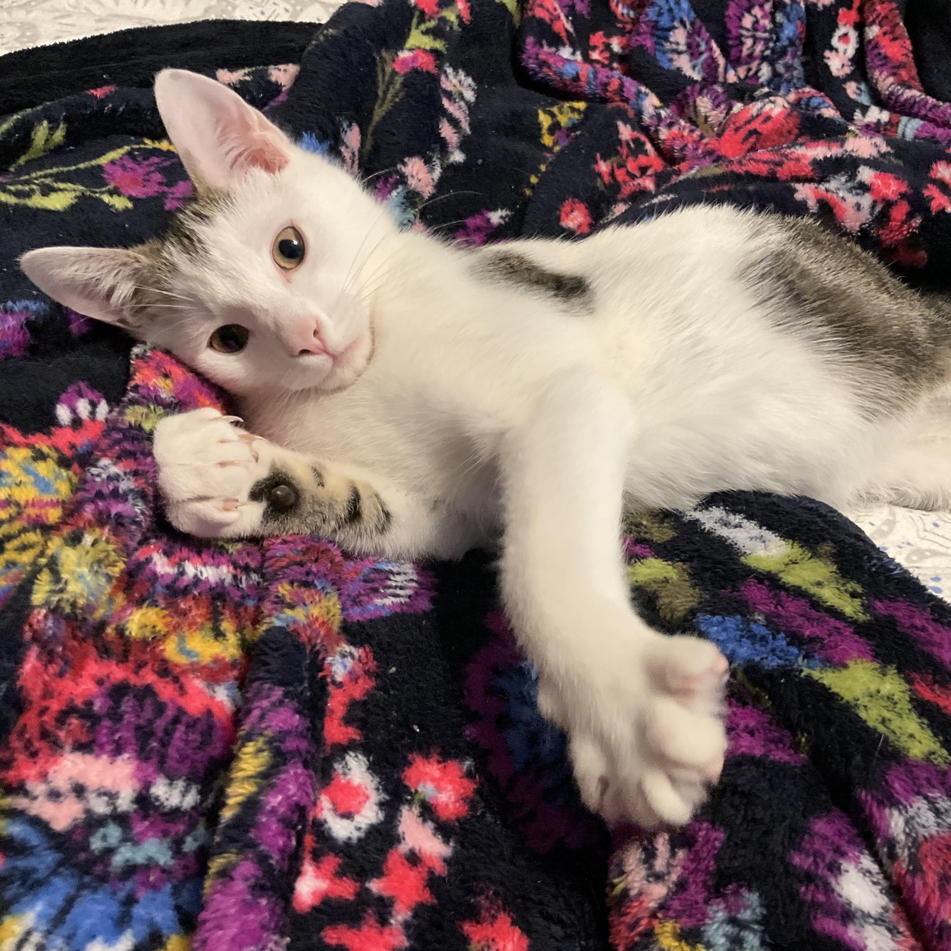 Enlarge Michael, a Adoptable mixed breed in Woodbury, NJ image 4/6