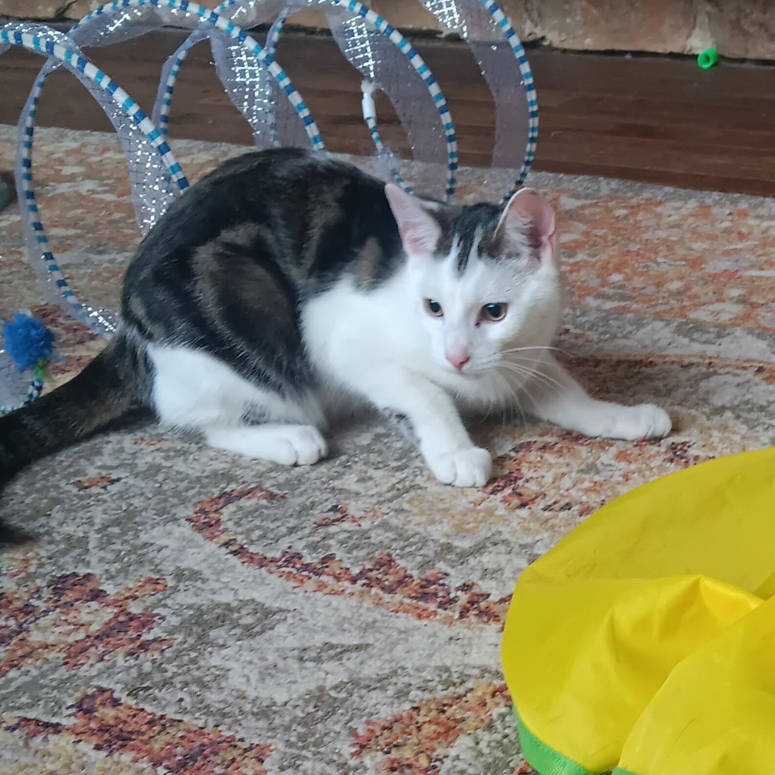 Enlarge Michael, a Adoptable mixed breed in Woodbury, NJ image 5/6