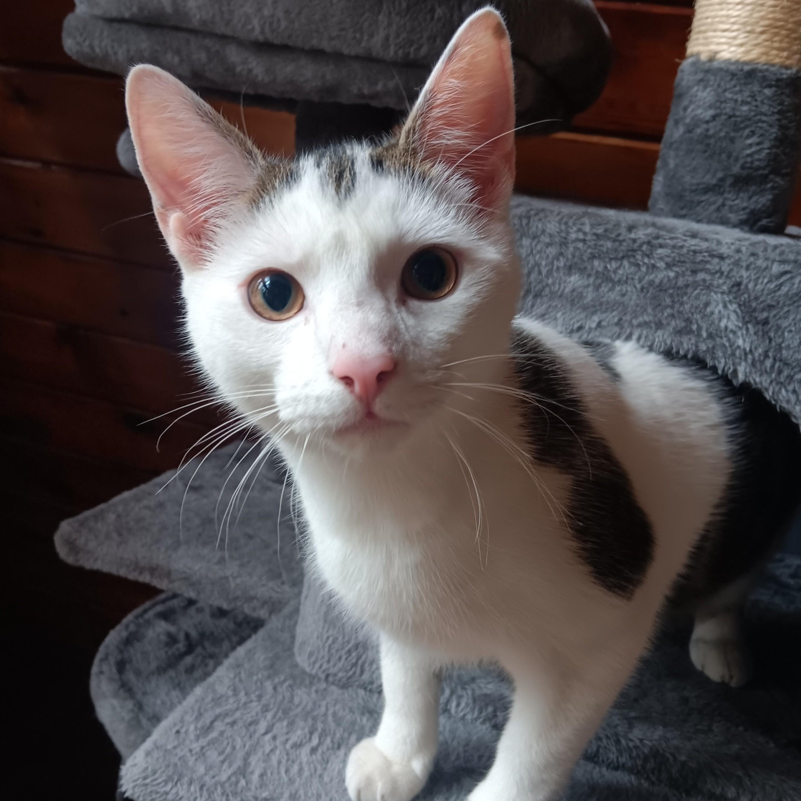 Michael, Adoptable, Young Male Domestic Short Hair.