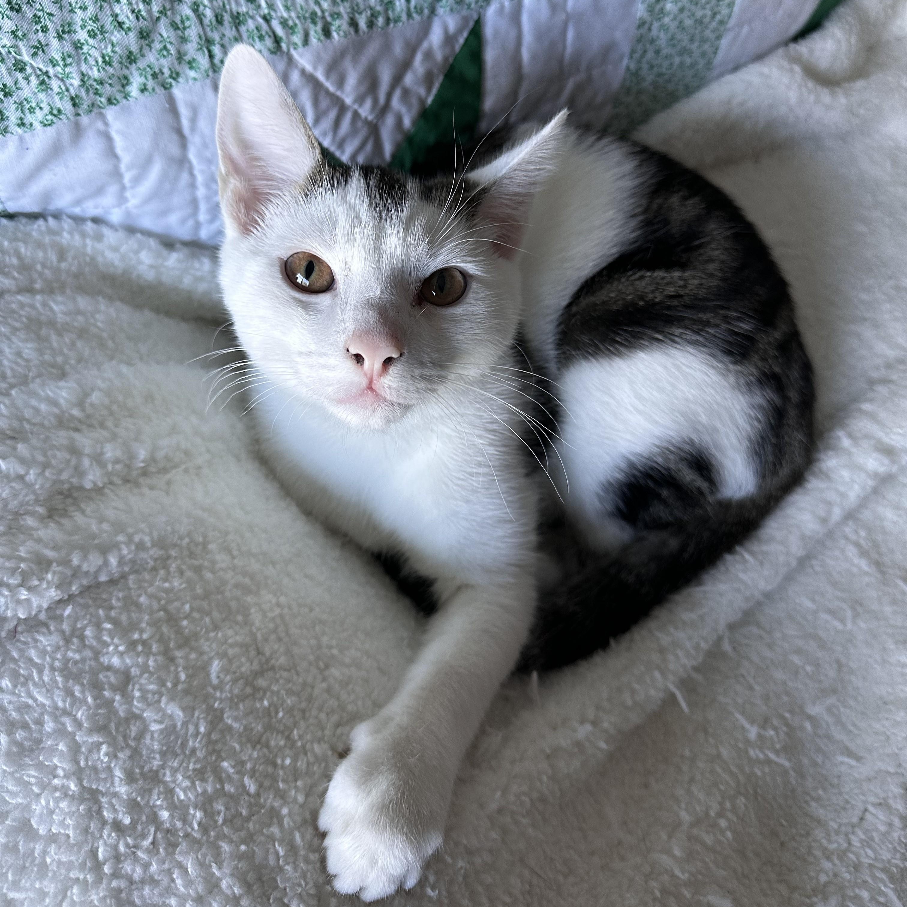 Enlarge Michael, a Adoptable mixed breed in Woodbury, NJ image 3/6