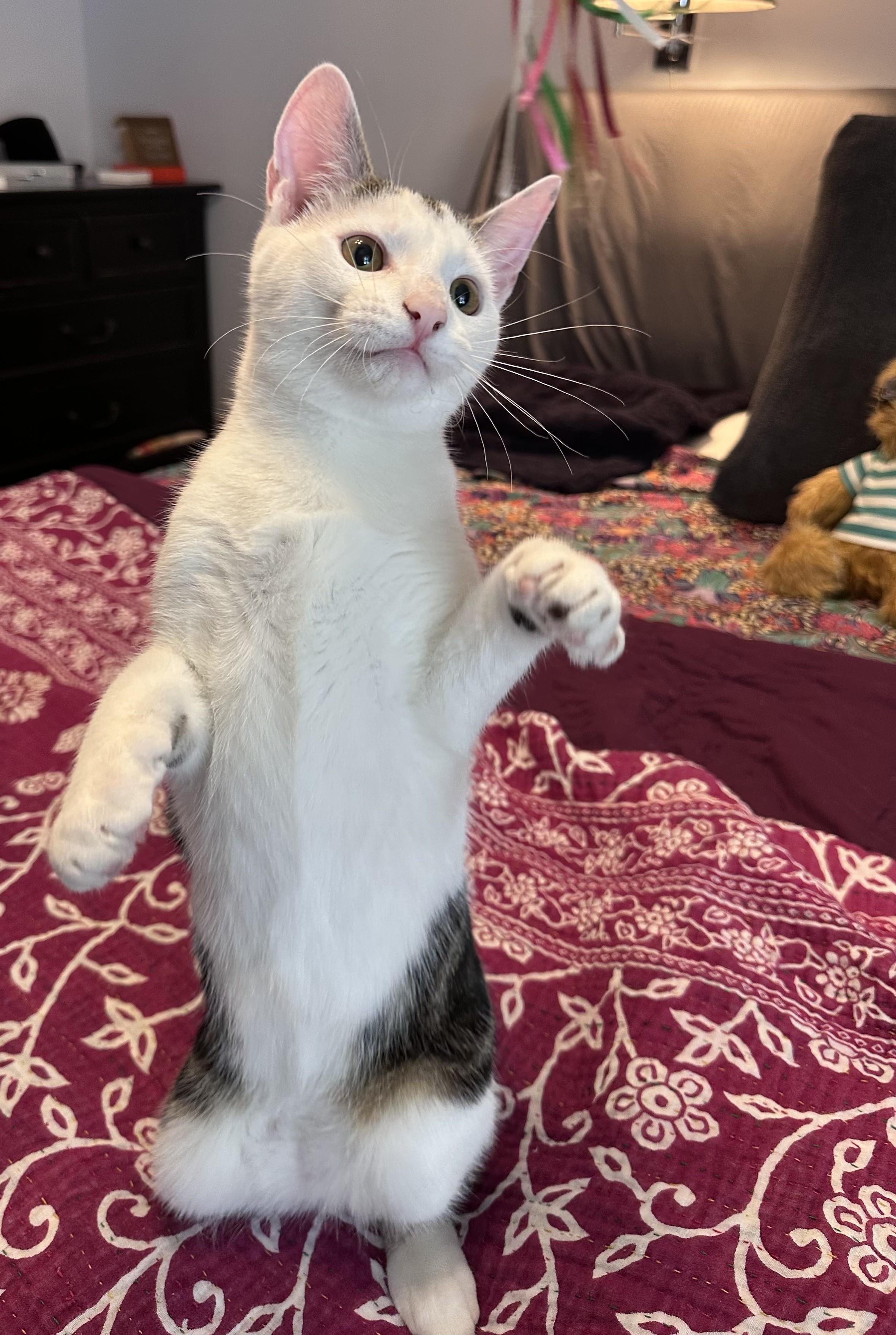 Enlarge Michael, a Adoptable mixed breed in Woodbury, NJ image 2/6