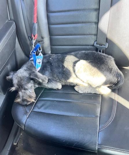 Chispa (4) — thumbnail 2