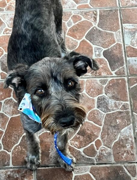 Chispa (4) — thumbnail 3