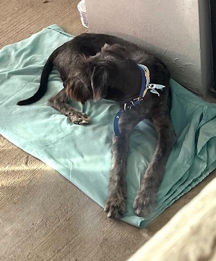 Chispa (4) — thumbnail 4