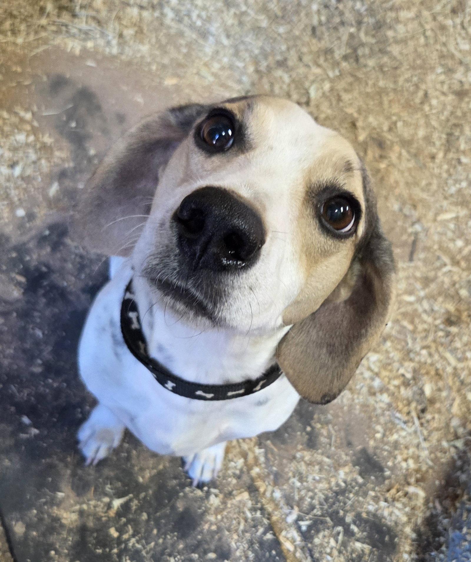 Enlarge Low Rider, a Adoptable mixed breed in Magnolia Springs, AL image 2/3