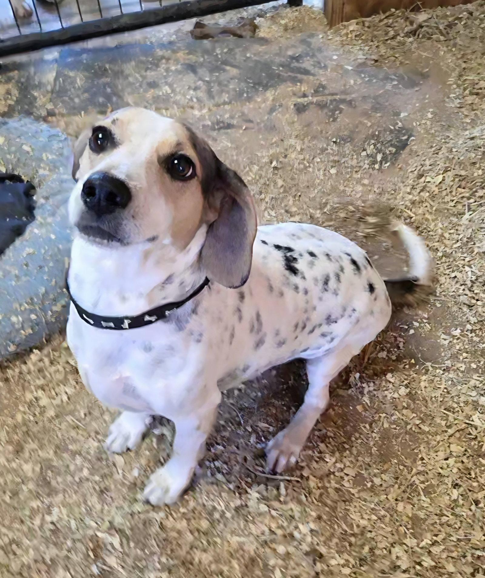 Enlarge Low Rider, a Adoptable mixed breed in Magnolia Springs, AL image 3/3