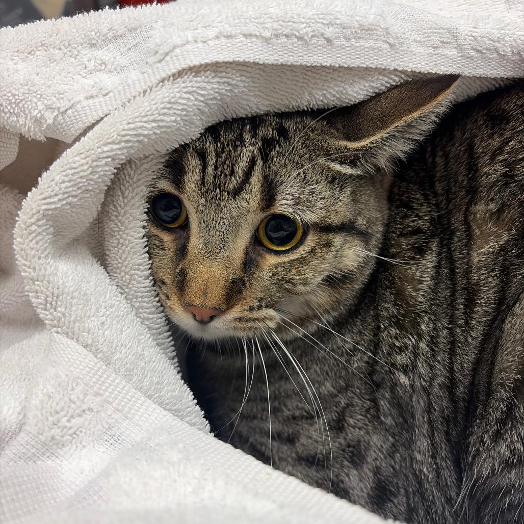 Enlarge Flourish, a Adoptable Domestic Short Hair in Murray, UT image 1/1