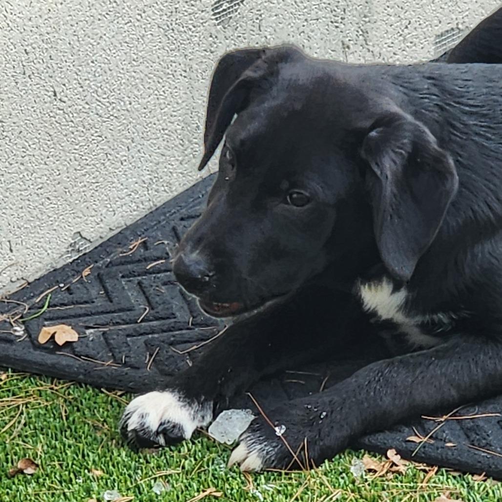 Snickers, Adoptable, Puppy Male Mixed Breed.