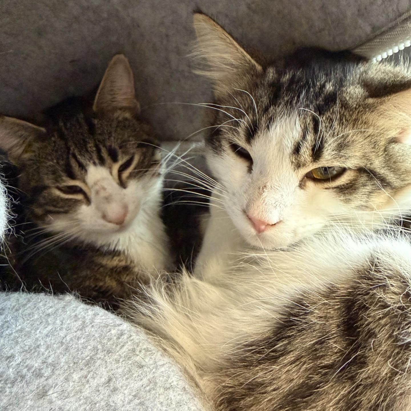 Enlarge Danish, a ADOPTABLE Domestic Short Hair in Cooperstown, NY image 3/4