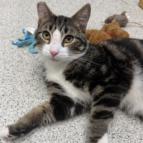 Danish, ADOPTABLE, Young Male Domestic Short Hair.