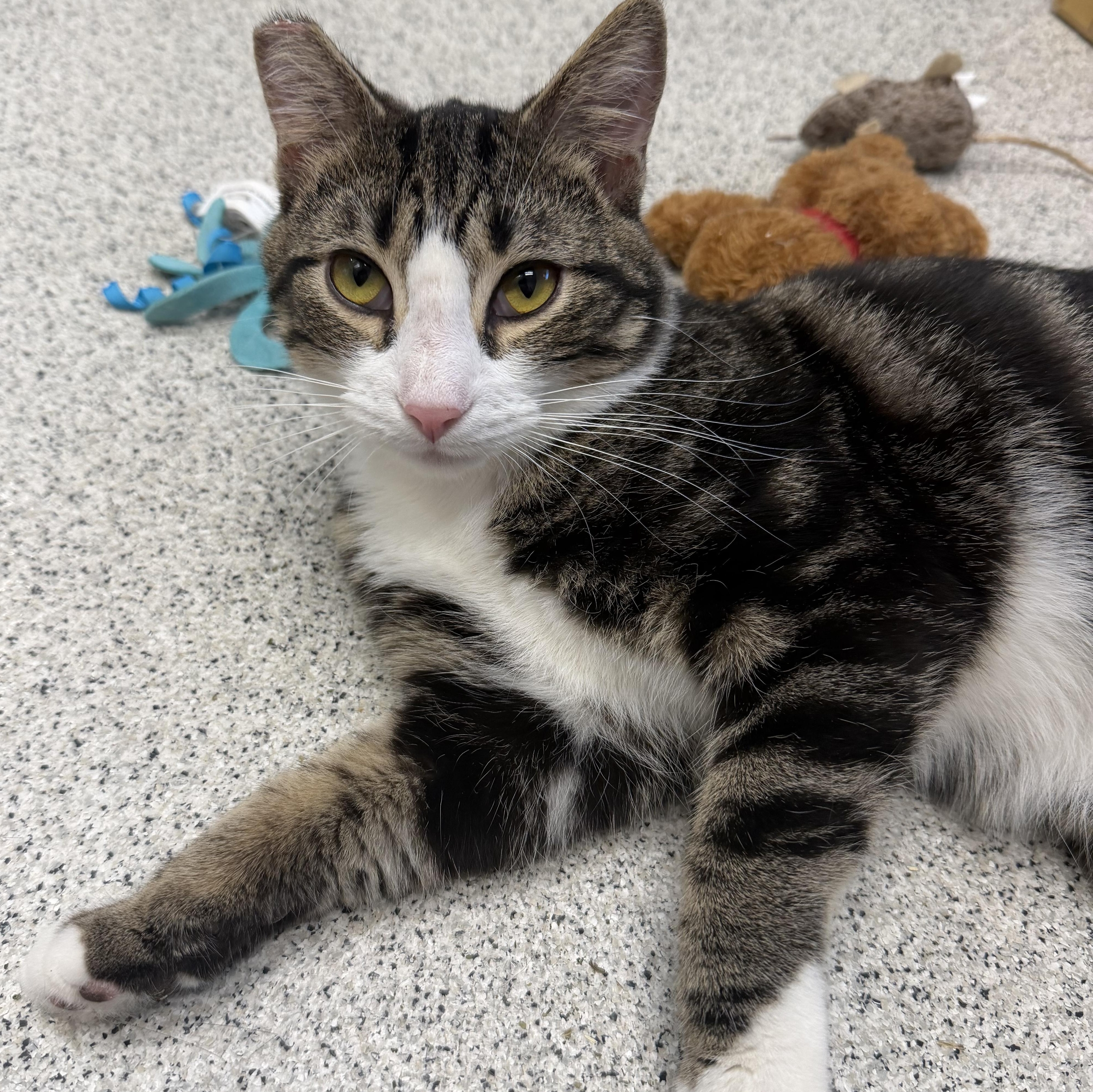 Enlarge Danish, a ADOPTABLE Domestic Short Hair in Cooperstown, NY image 4/4