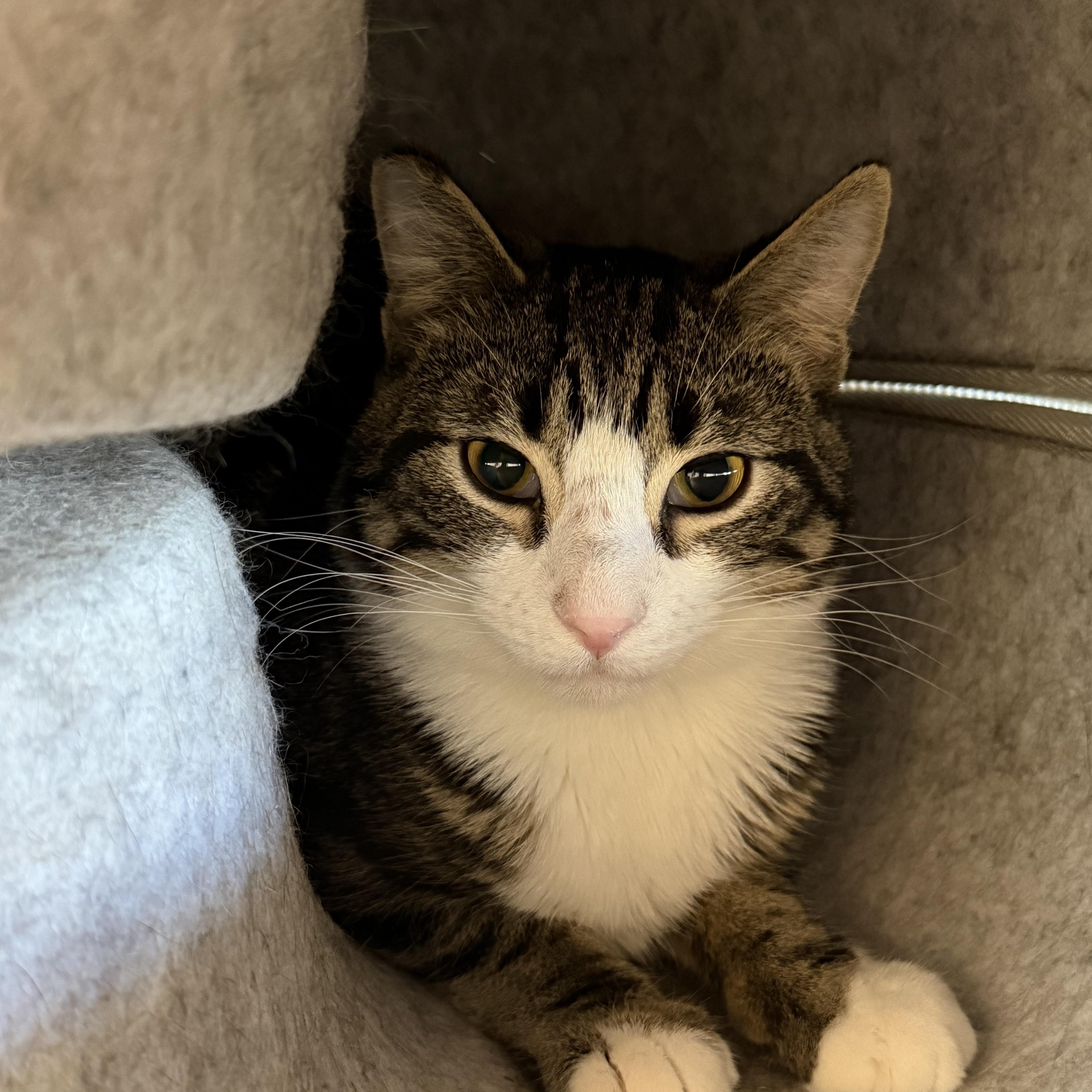 Enlarge Danish, a ADOPTABLE Domestic Short Hair in Cooperstown, NY image 2/4