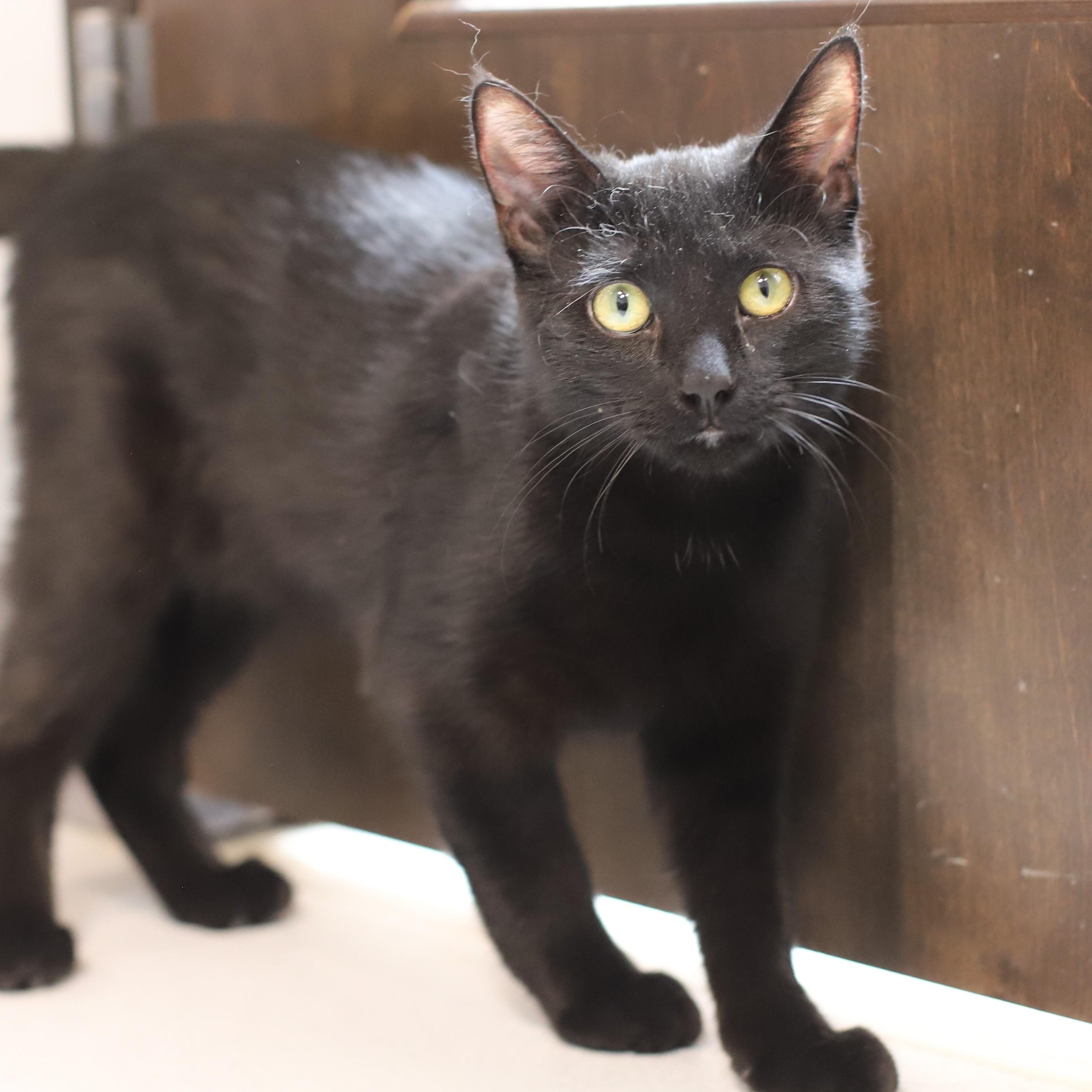 Turtle, Adoptable, Young Male Domestic Short Hair.