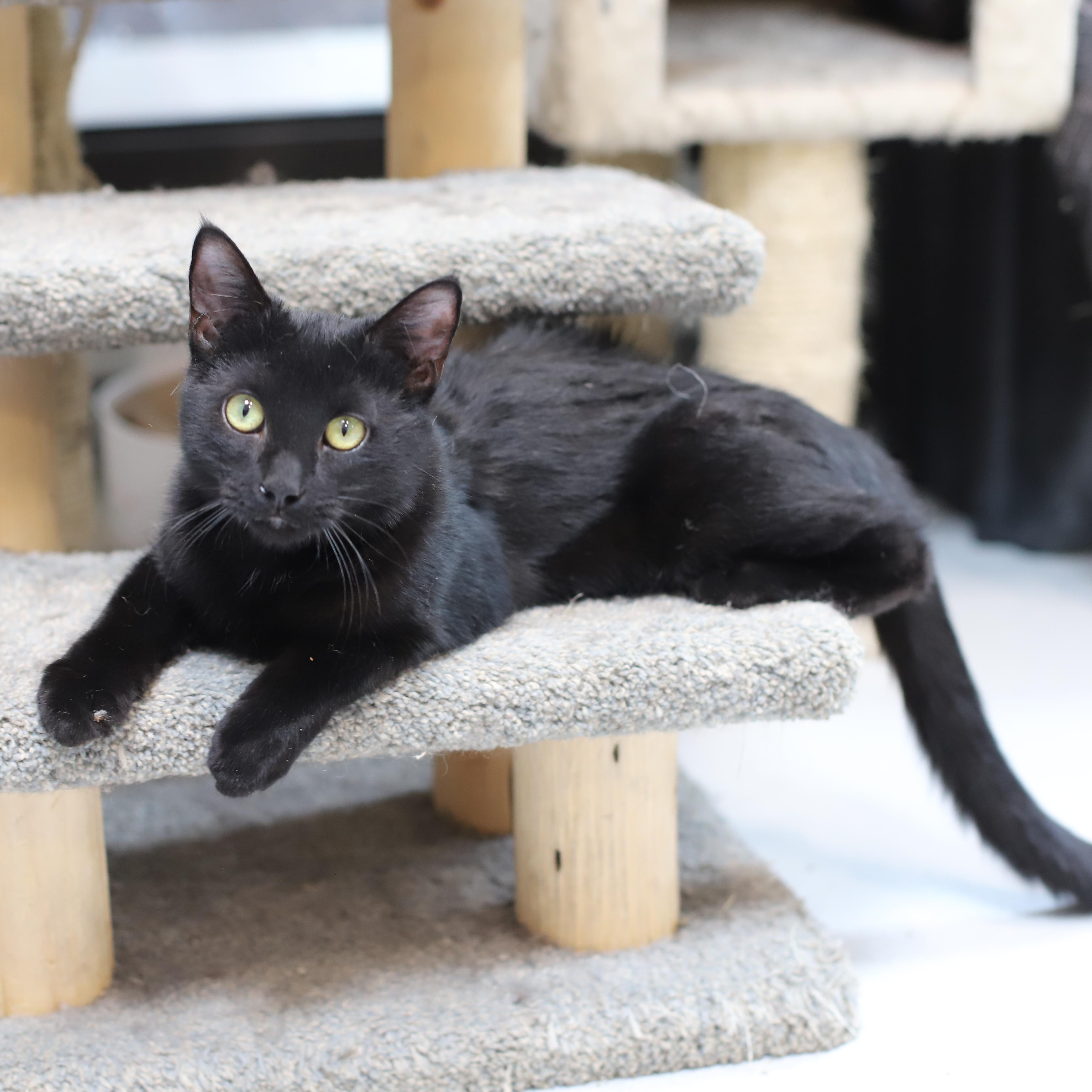 Enlarge Turtle, a Adoptable Domestic Short Hair in Endicott, NY image 2/4