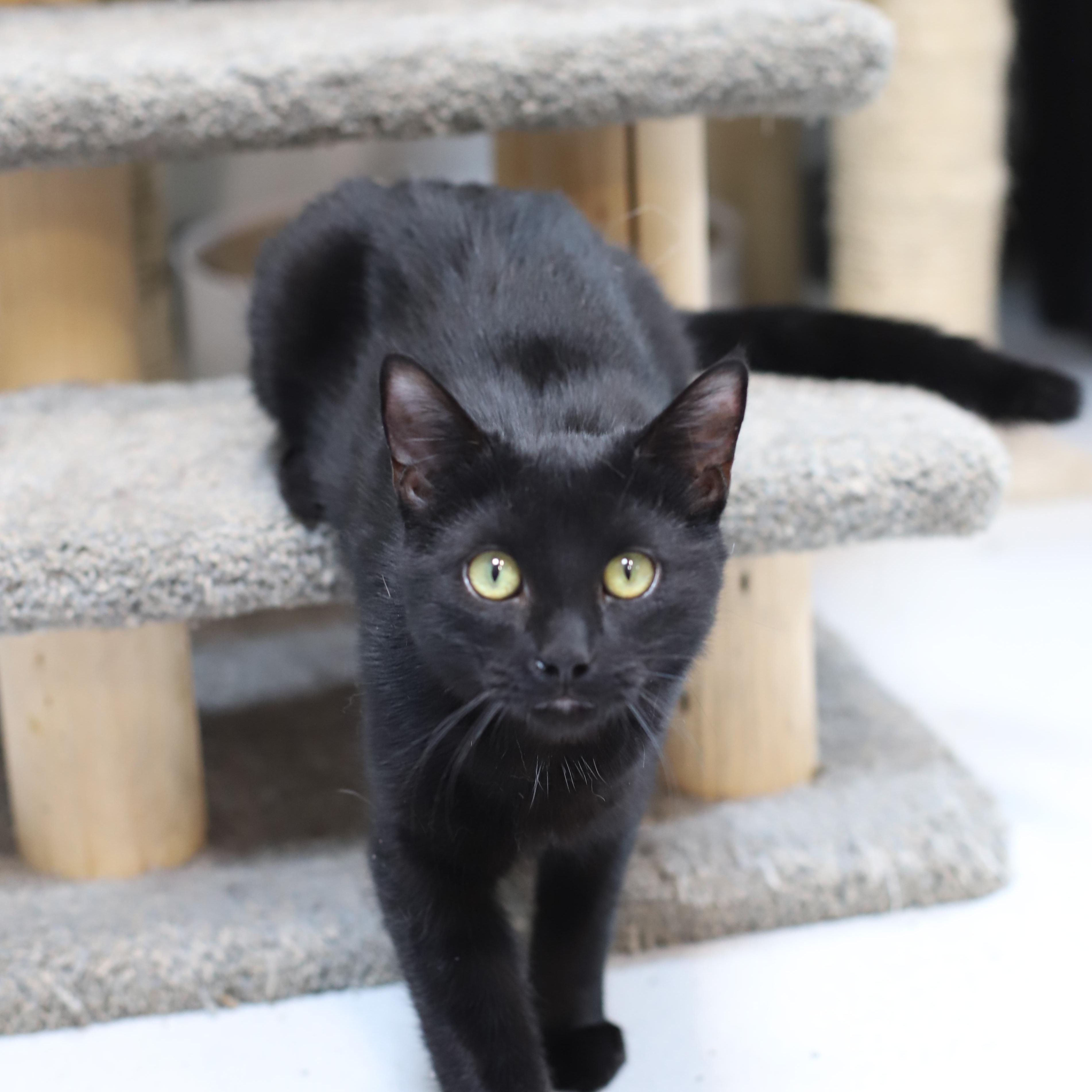 Enlarge Turtle, a Adoptable Domestic Short Hair in Endicott, NY image 3/4