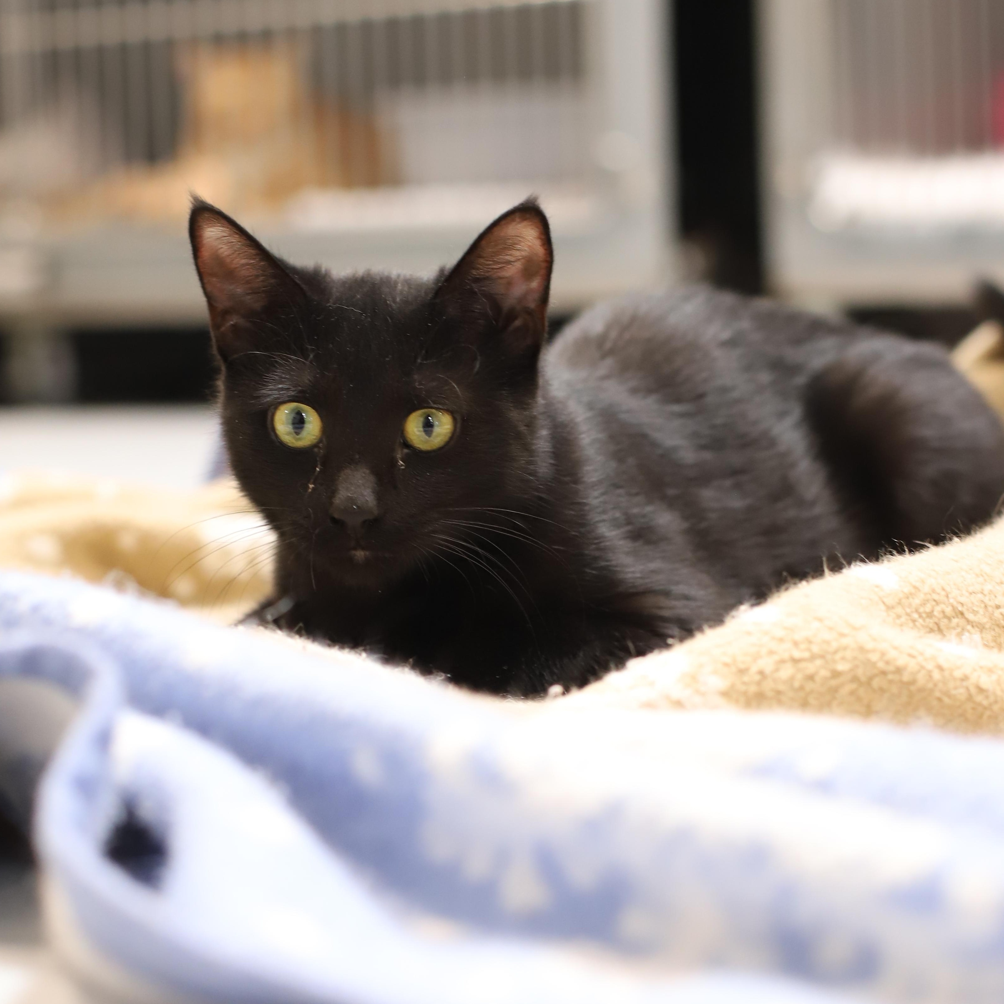 Enlarge Turtle, a Adoptable Domestic Short Hair in Endicott, NY image 4/4