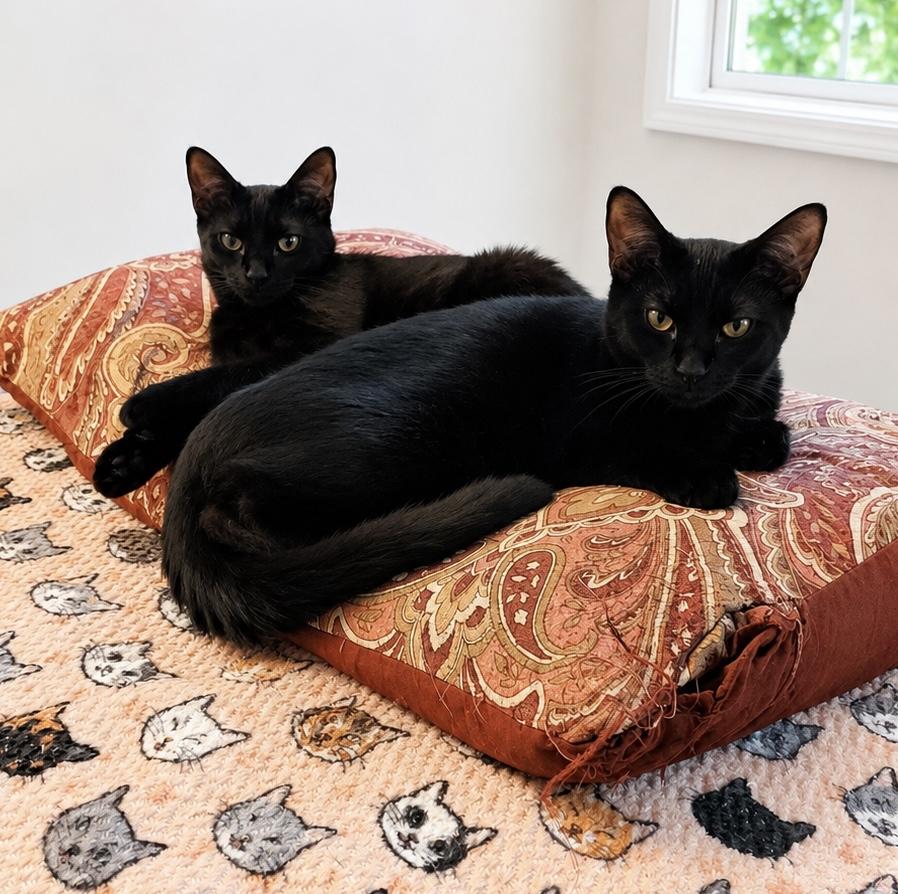 Wilma, a Adoptable Domestic Short Hair in Pickerington, OH image 1/6