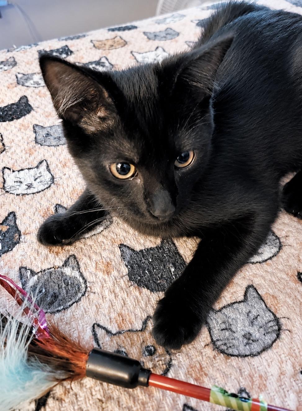 Wilma, a Adoptable Domestic Short Hair in Pickerington, OH image 5/6