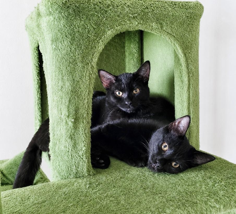 Wilma, Adoptable, Kitten Female Domestic Short Hair.
