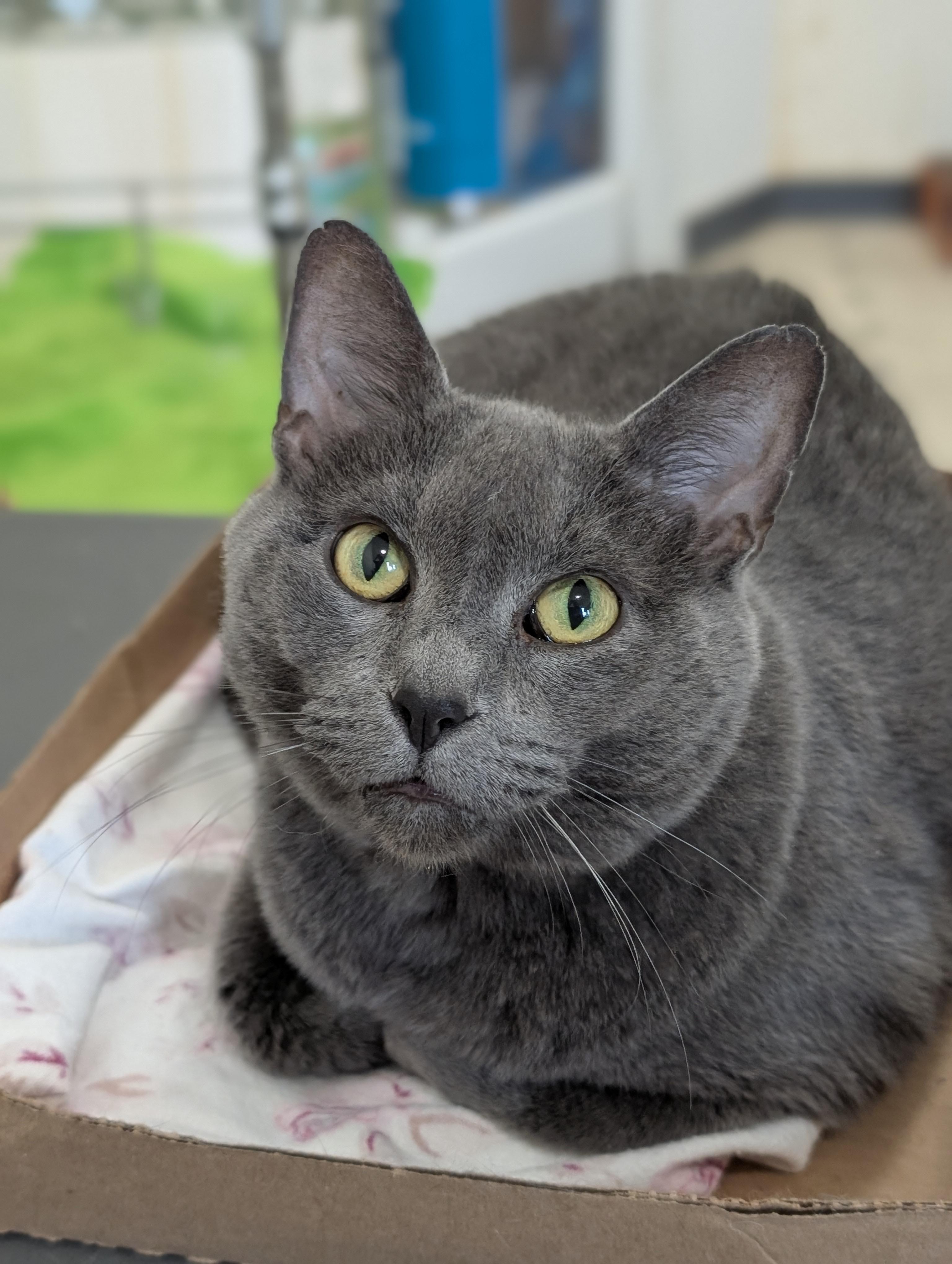 Miss Kitty, a Adoptable Domestic Short Hair in Tilton, IL image 2/6