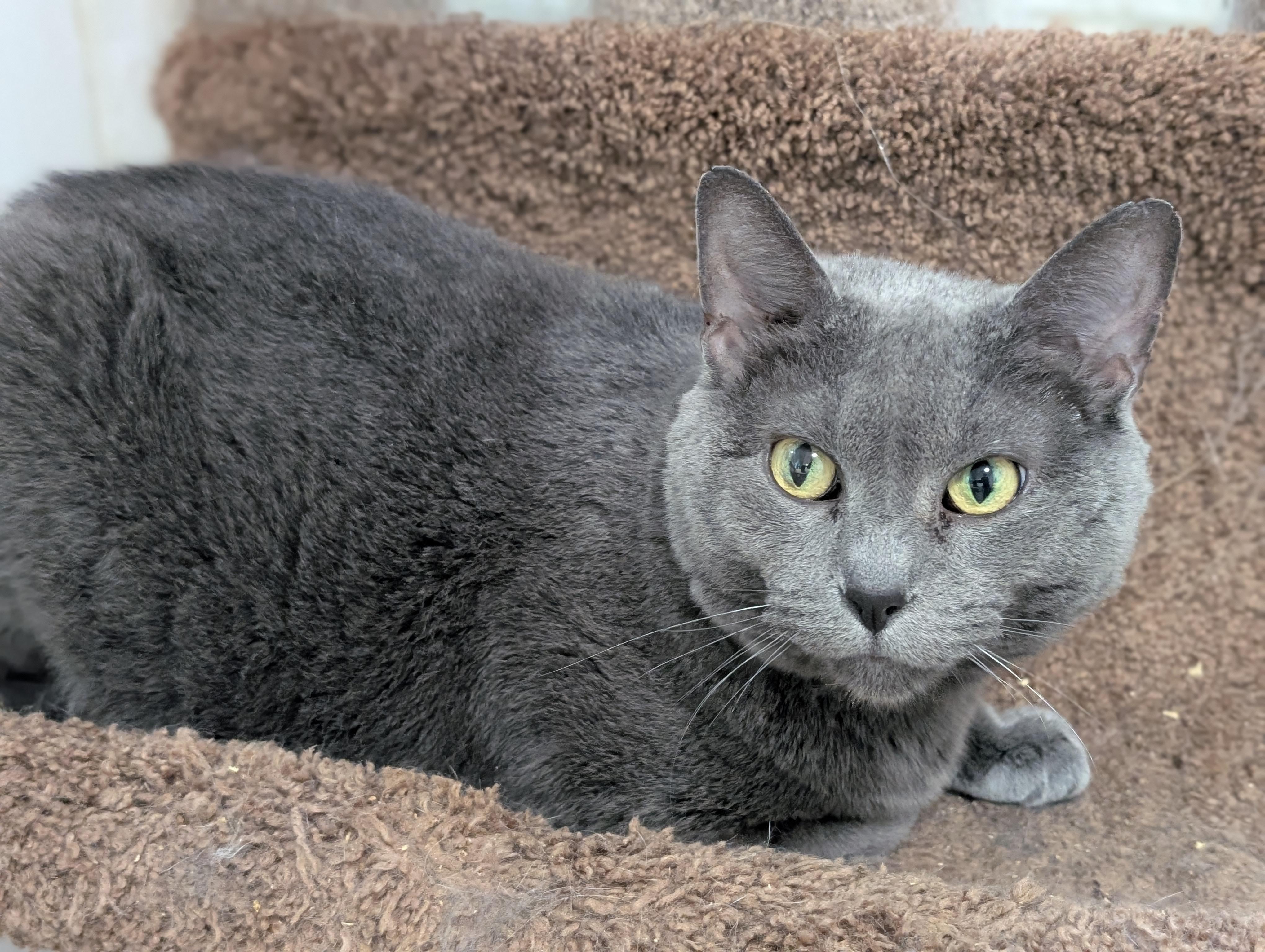 Miss Kitty, a Adoptable Domestic Short Hair in Tilton, IL image 6/6