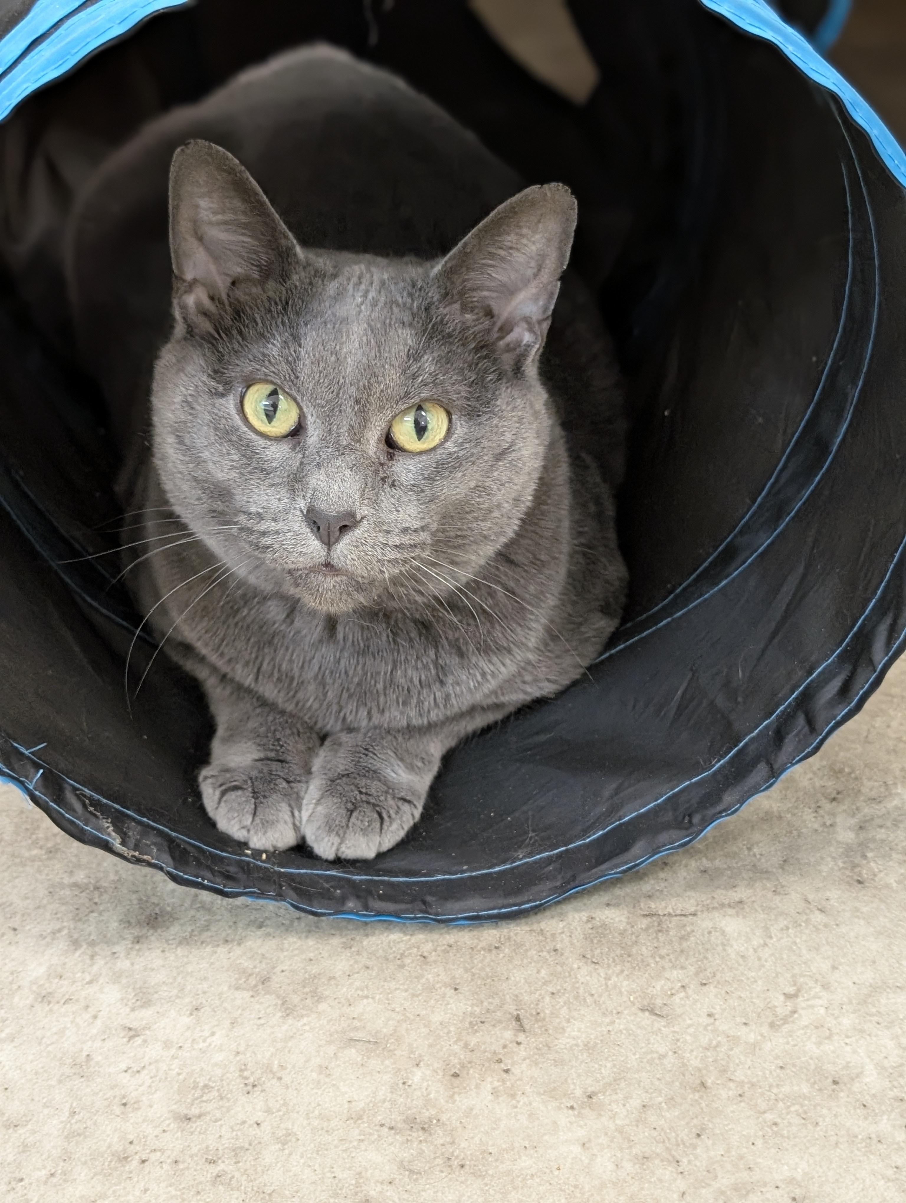 Miss Kitty, a Adoptable Domestic Short Hair in Tilton, IL image 1/6