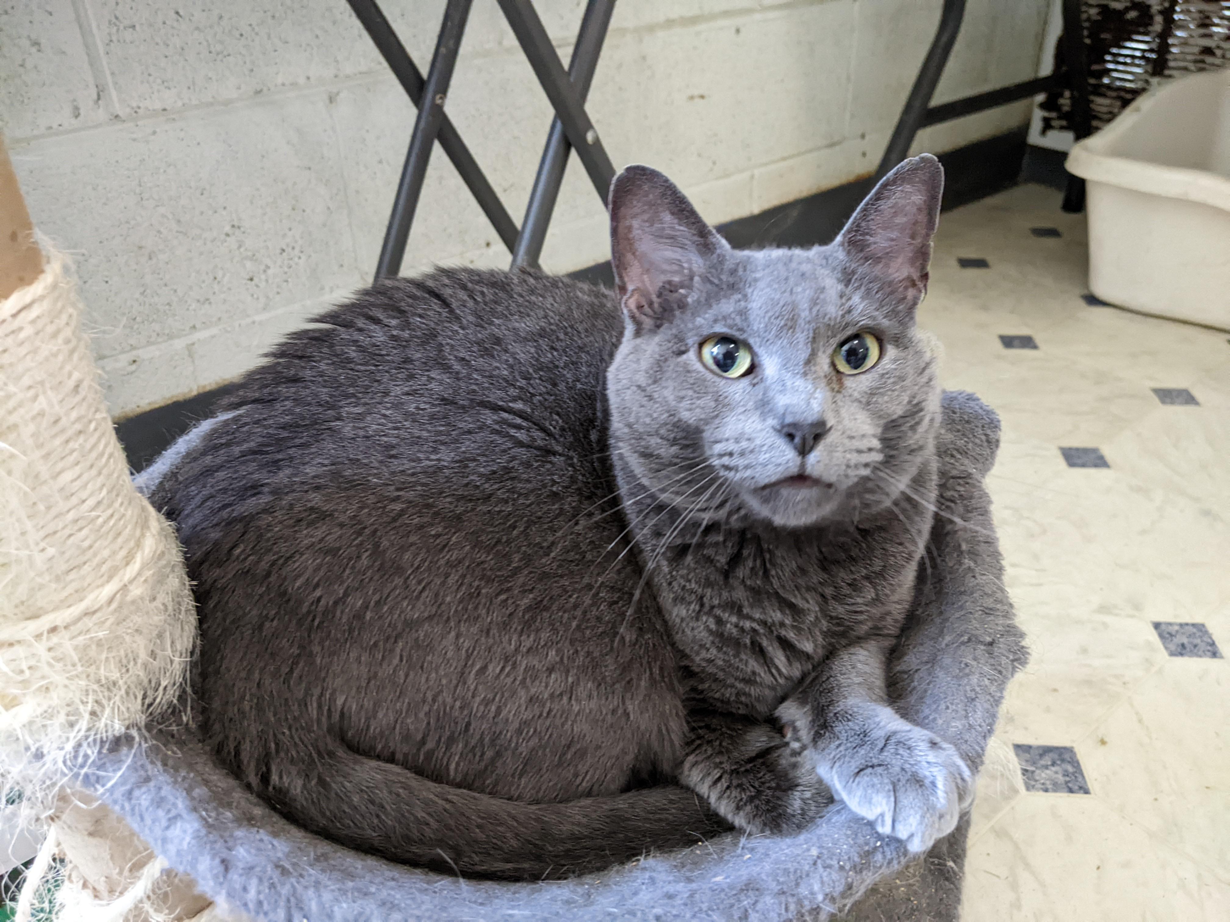 Miss Kitty, a Adoptable Domestic Short Hair in Tilton, IL image 4/6