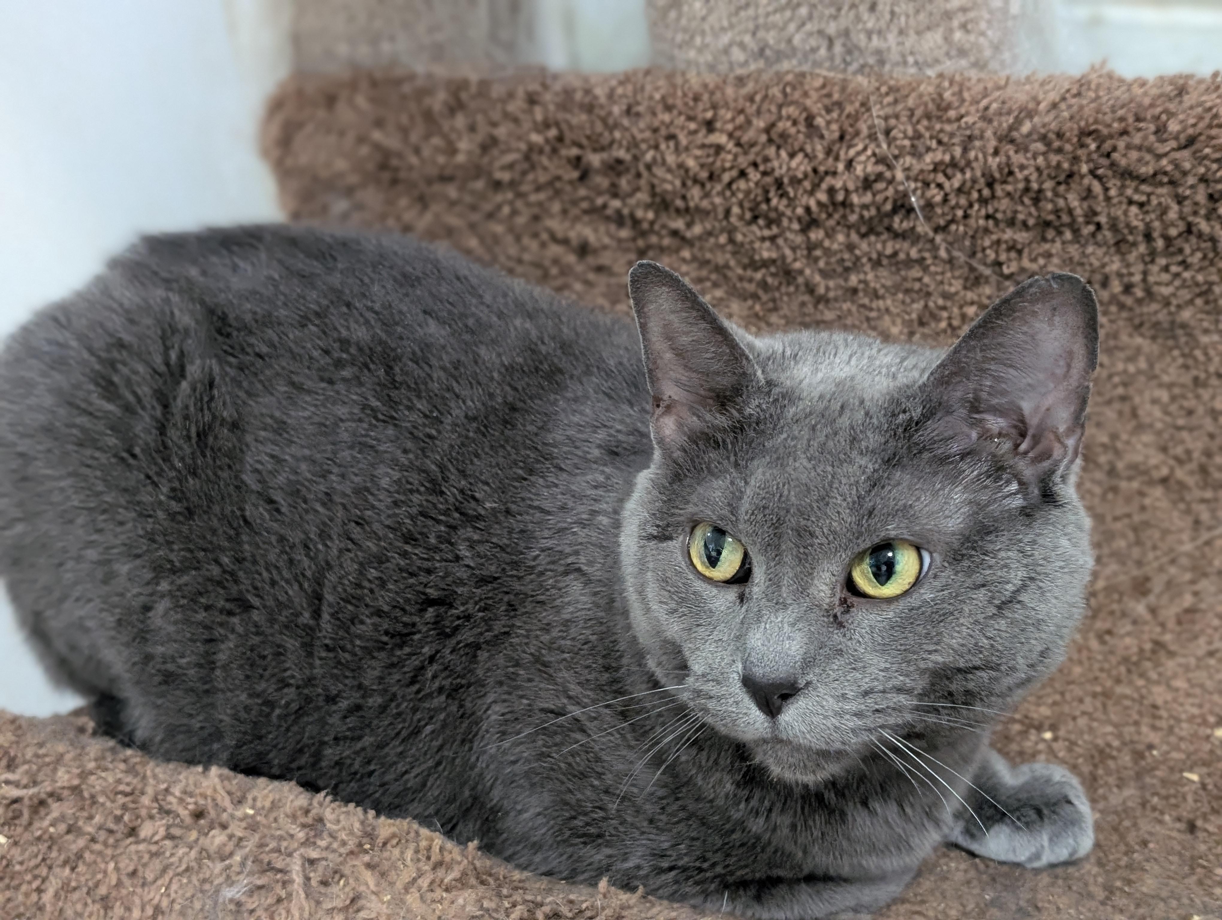 Miss Kitty, a Adoptable Domestic Short Hair in Tilton, IL image 3/6