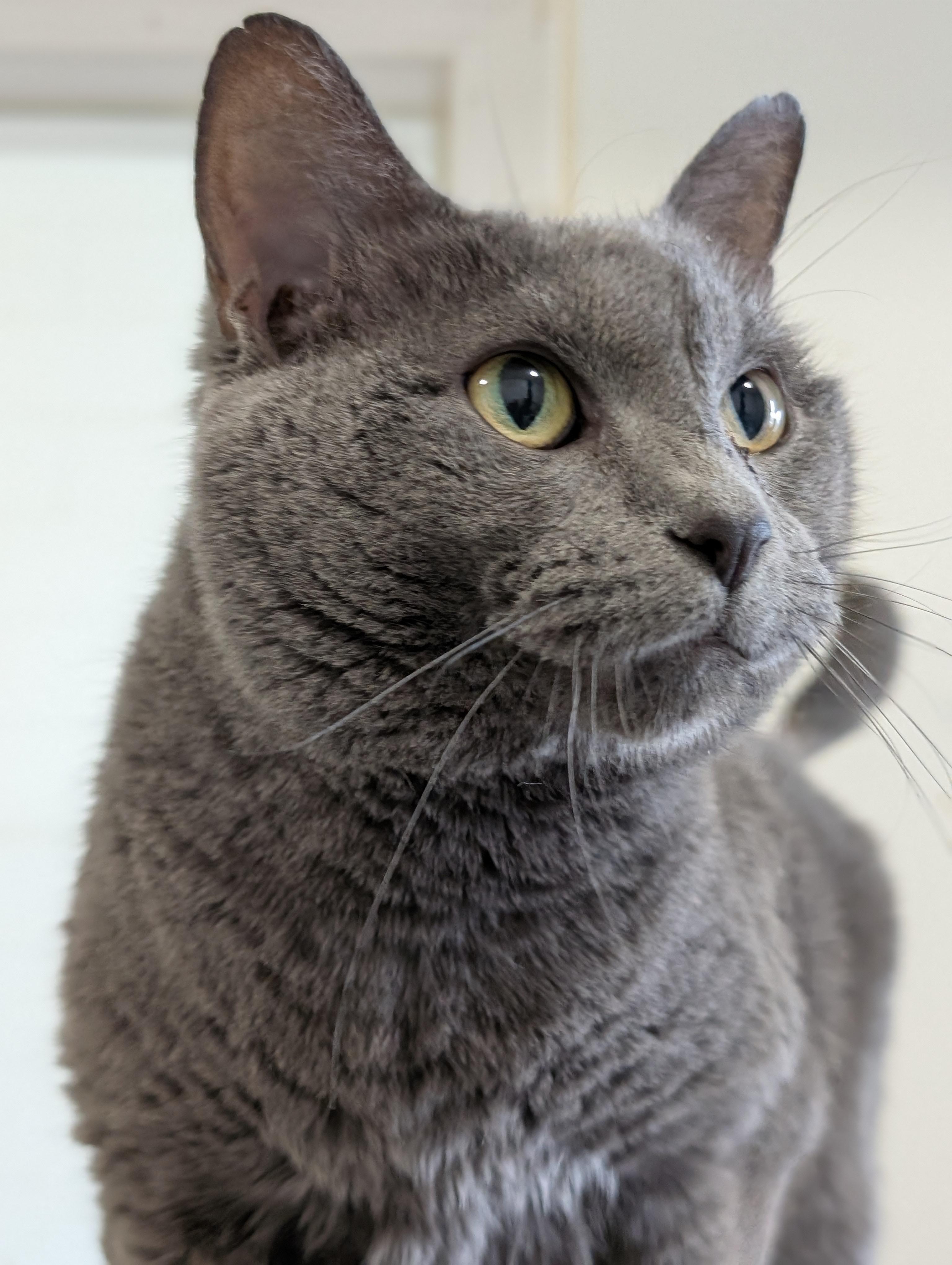 Miss Kitty, a Adoptable Domestic Short Hair in Tilton, IL image 5/6