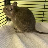 Kino, ADOPTABLE, Adult Male Degu.
